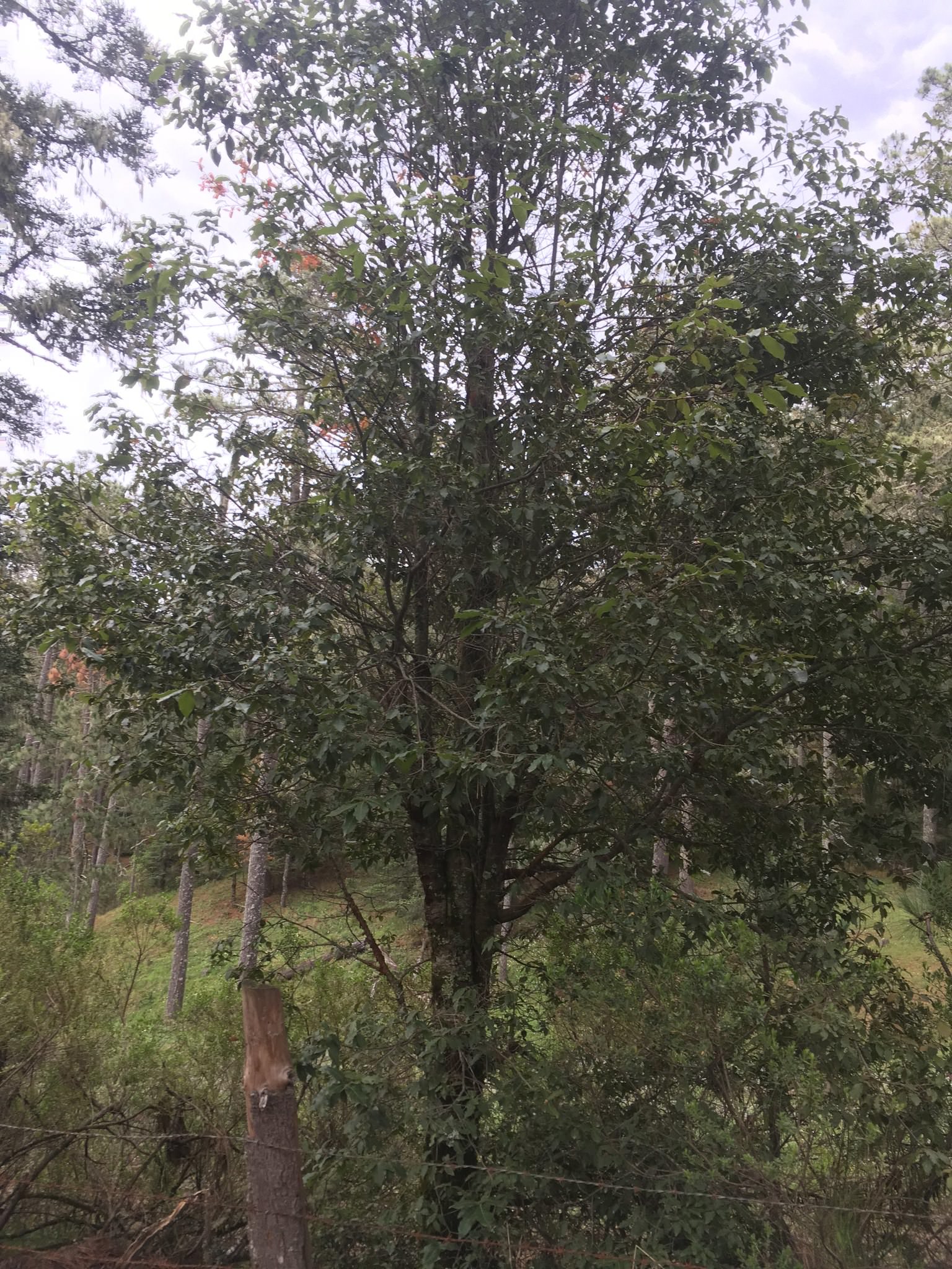 Quercus laurina